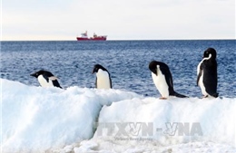 Phát hiện mới về sự tồn tại của chim cánh cụt ở Nam Cực 